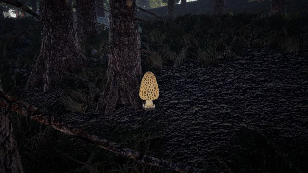 Foragers Finds