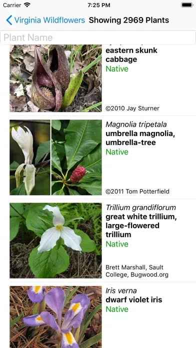 Virginia Wildflowers