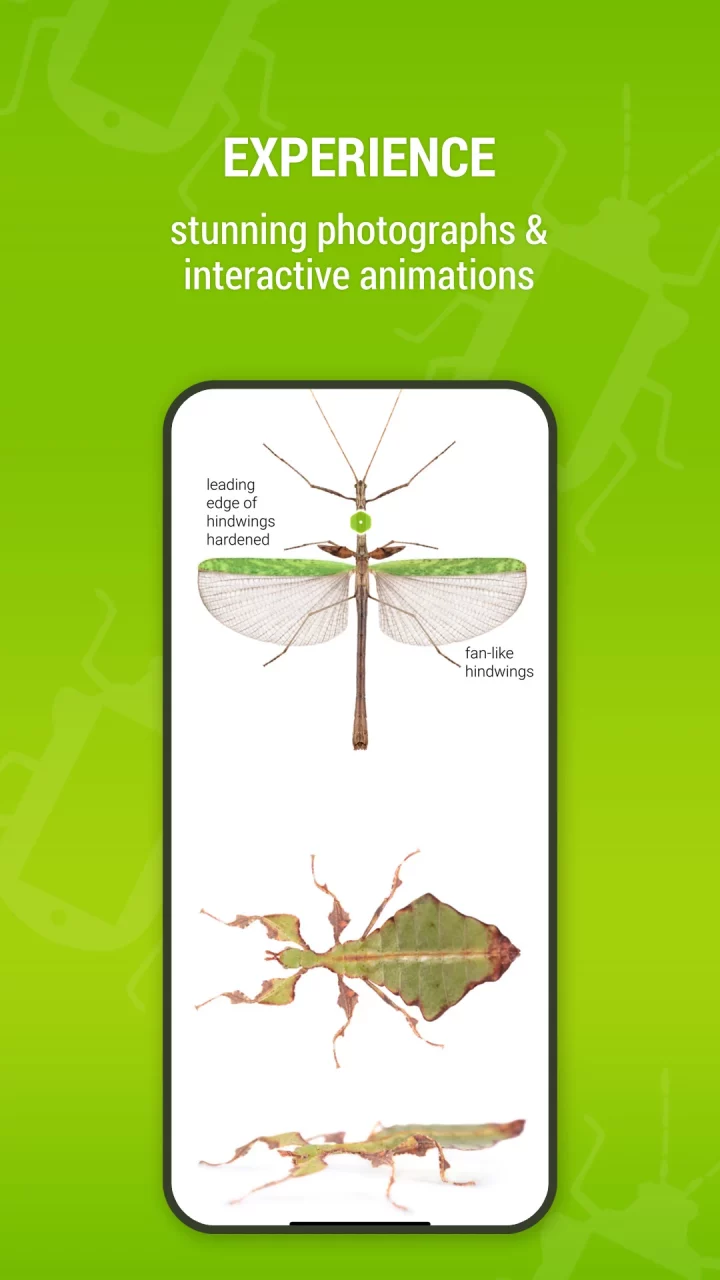 Bugdex