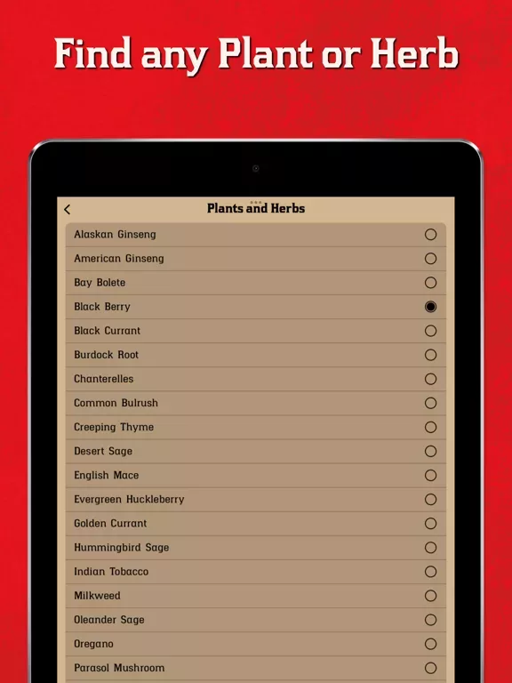 Red Dead Map & Companion