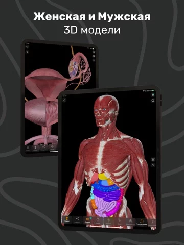 Easy Anatomy: 3D Atlas + AI