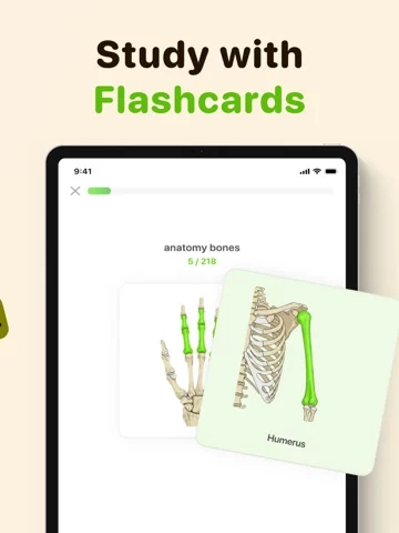 Focus Tree: Timer & Flashcards