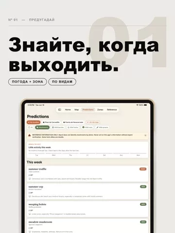 Mycel — карта грибов