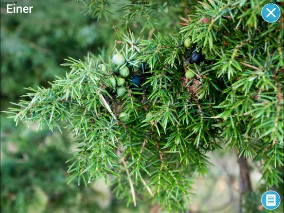 Treslag - på tur i skogen