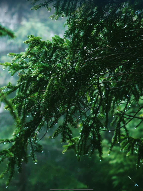 Rain Sounds - Sleep Sounds