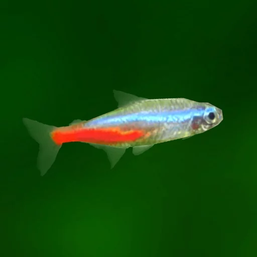 Tropical Fish Tank - Mini Aqua