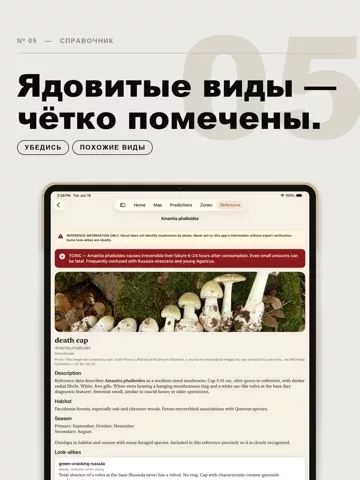 Mycel — карта грибов
