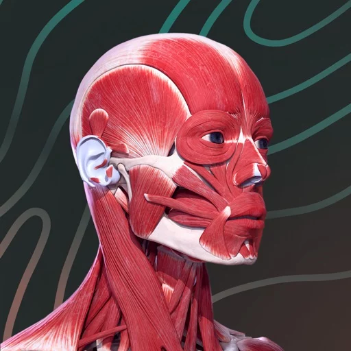 Easy Anatomy: 3D Atlas + AI