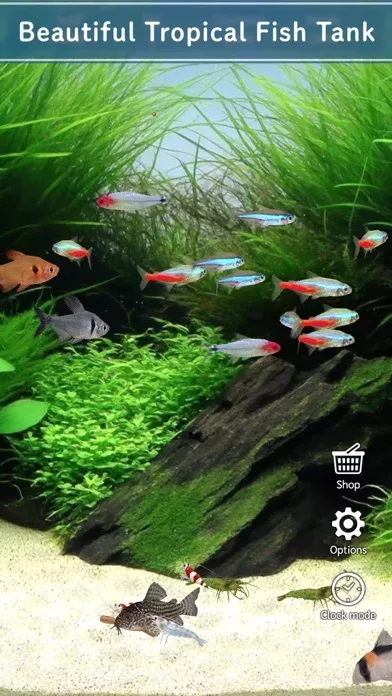 Tropical Fish Tank - Mini Aqua