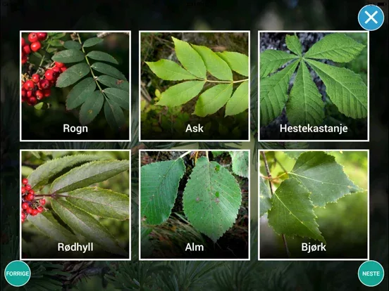 Treslag - på tur i skogen