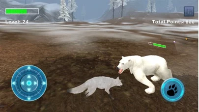 Arctic Fox