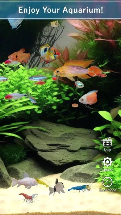 Tropical Fish Tank - Mini Aqua
