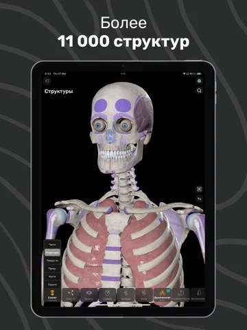 Easy Anatomy: 3D Atlas + AI
