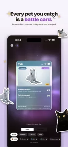 Boop: Catch Every Dog & Cat