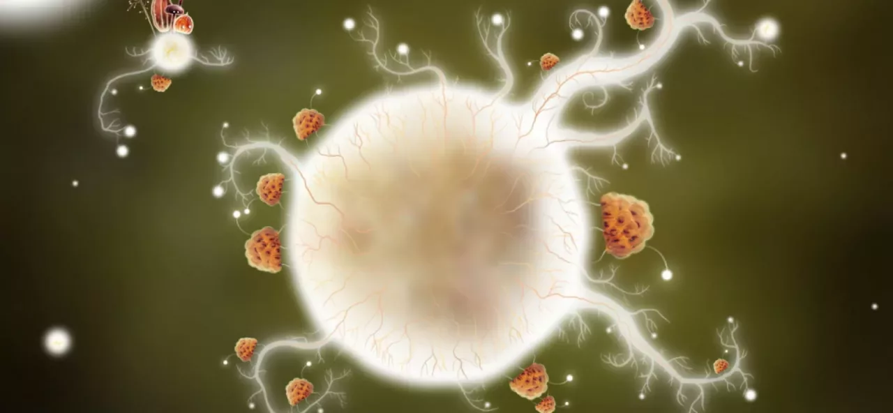 Botanicula Collectors Edition